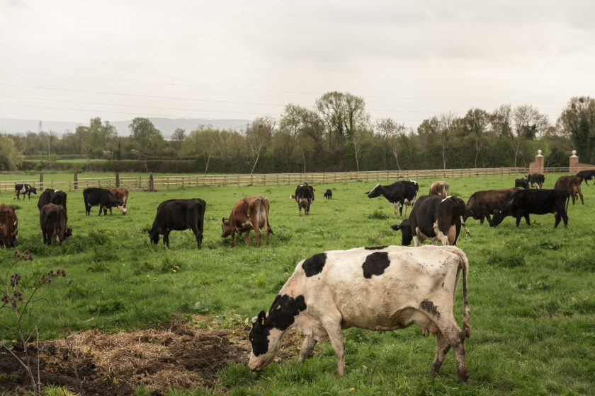 cows-grazing-nature cows-grazing-nature